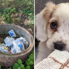 Owner Abandons Helpless Puppy With Deformed Leg Inside a Trash Bin