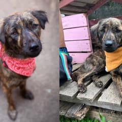 Puppy Returned to Shelter After Losing the Only Home She Knew