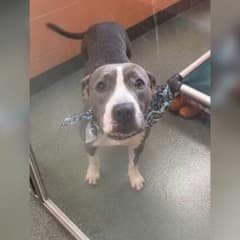 Sweet Dog Waits For Months In Florida Shelter, Wondering Why No One Picks Her