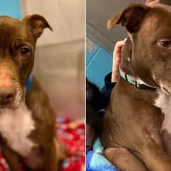 Dog Surrendered After Seven Years Of Love Waits For Family That Never Returns