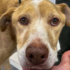 From Skin and Bones to Tail Wags and Hope, Nickel Thrived Thanks to a Foster’s Love