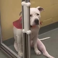Heartbroken Dog Sits Alone After Family Leaves Her at Shelter for New Baby