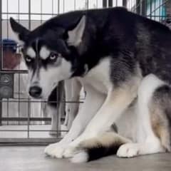 Husky Surrendered For Being ‘Too Much’ Trembles In Shelter Until Love Finds Her