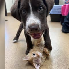 Wounded Pup and Injured Kitten Heal Together and Form an Unbreakable Bond