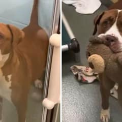Seven-Year-Old Dog Clutches Her Toy and Waits for Someone to Love Her