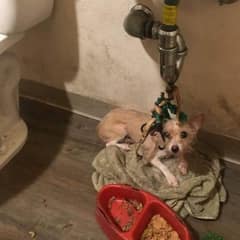 Puppy Spent Weeks Tied Beneath a Sink, but Now She Knows What Love Feels Like