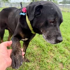 Shelter Staff Heartbroken to See Familiar Dog Returned but His Story Found a Happy Ending