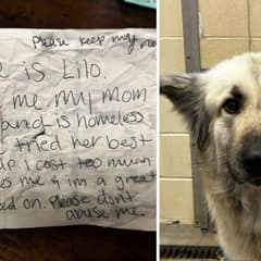 A Dog Was Left Behind With a Heartbreaking Note, But Her Story Didn’t End There