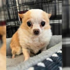 Tiny Senior Chihuahua With No Teeth Captures Hundreds of Hearts Just by Being Herself