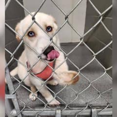 Quiet Puppy Reached Out Her Paw and Found the Love She Never Knew She Needed