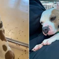 She Was Brought Back To The Shelter And Waited Quietly, Unaware Her Time Was Running Out
