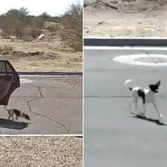Heartbreaking Moment Woman Abandons Dog With A Chilling ‘Bye-Bye’