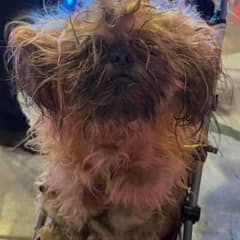 Under Layers of Matted Fur, Rescuers Found a Face They’ll Never Forget