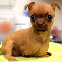 Tiny Dog Born Without Front Legs Goes From Street to Forever Home
