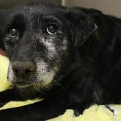 Gentle 14-Year-Old Dog Rescued Just in Time for the Holiday Season