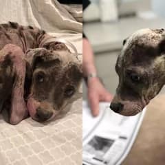 Hairless and Scared Puppy Transforms Into a Happy, Loving Dog