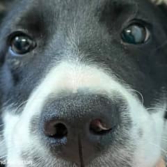 Injured Puppy Struggled to Walk Until Kind Strangers Gave Her a Second Chance