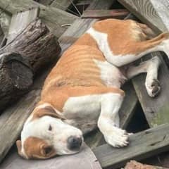 This Broken Dog Lay Still and Silent Until Someone Gave Her a Reason to Live