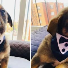 Sweet Puppy Stood Waiting In A Tuxedo, But His New Family Never Came