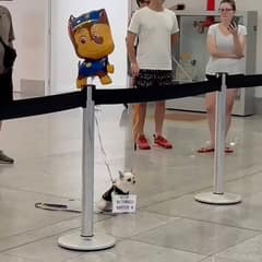 Airport Pup Waited Months With a Sign and You’ll Cry When You See Who Arrived