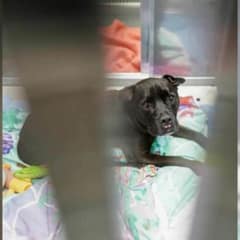 13-Year-Old Dog Surrendered at New York Shelter Finds New Forever Home