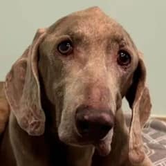 Surrendered Senior Weimaraner Gets A Second Chance At Happiness
