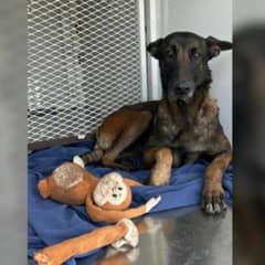 Pup Was Dumped on the Streets of Oregon With Nothing but a Stuffed Monkey to Keep Her Company