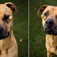 ‘Ugly’ Shelter Dog Can’t Understand Why She’s Always Left Behind
