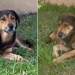 A Faithful Dog Waited Alone for Weeks, Believing His Family Would Return