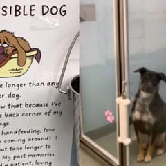 She Was Known as the Invisible Dog Until the Shelter Spoke Up for Her