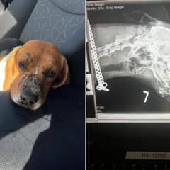 Woman Rescues Injured Beagle From Highway and Changes Her Life Forever