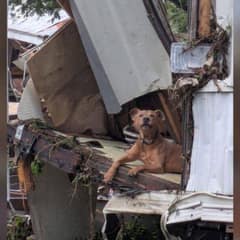Rescuers Found a Dog Sitting in Debris Days After the Texas Floods