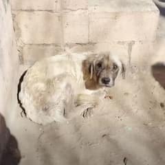 Sad Dog Slept Outside for Three Years Before Finally Finding a Forever Home