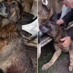 Biker Sees Injured Pup Who Can’t Move and Drops Everything to Save Her Life