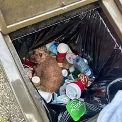 Buried Beneath the Garbage, a Forgotten Dog Waited for a Miracle