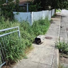 Dog Left In Crate On Scorching Sidewalk Was Too Weak To Cry For Help