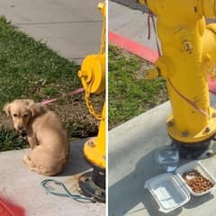 Abandoned Beside a Fire Hydrant and Curled Up in Fear, Puppy Finally Got Her Miracle