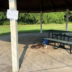 Senior Dog Found With Heartbreaking Note Finds a New Life Filled With Love
