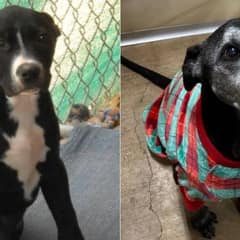 Shelter Dog Waited Ten Years for a Home and These Photos Tell His Story