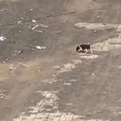 Tiny Puppy Found Crying Alone On The Road Is Finally Wrapped In Love
