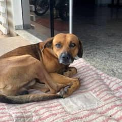 A Loyal Dog Refused to Leave the Spot Where He Last Saw His Owner