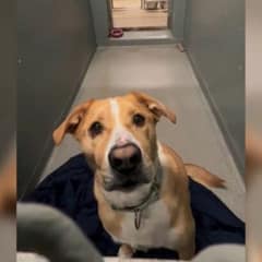 Shelter Dog Spends Over Three Years Waiting for Someone Who Won’t Walk Away
