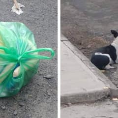 Dog Left With Her Toys Waits for a Family That Never Returns