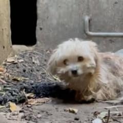 Urban Explorer Discovers Forgotten Dog and Refuses to Leave Him Behind