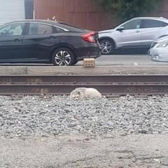 Abandoned Dog Slept on Train Tracks Until Two Rescuers Changed His Life Forever