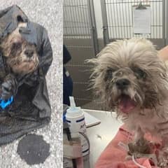 Sixteen-Year-Old Shih Tzu Survives Cruel Abandonment and Begins Her Healing Journey