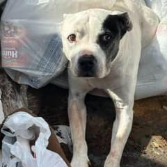 Senior Dog Found Abandoned in Dumpster Now Begins His Journey to Healing