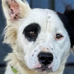 From Shelter Dog to Beloved Family Member After a Life-Changing Rescue Flight