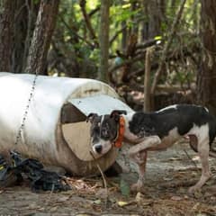 Massive Dogfighting Operation Shut Down as Rescuers Free Hundreds of Dogs