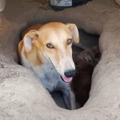 Brave Mama Dog Shields Her Babies From 120-Degree Desert Heat